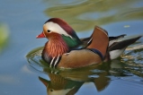 colorful duck